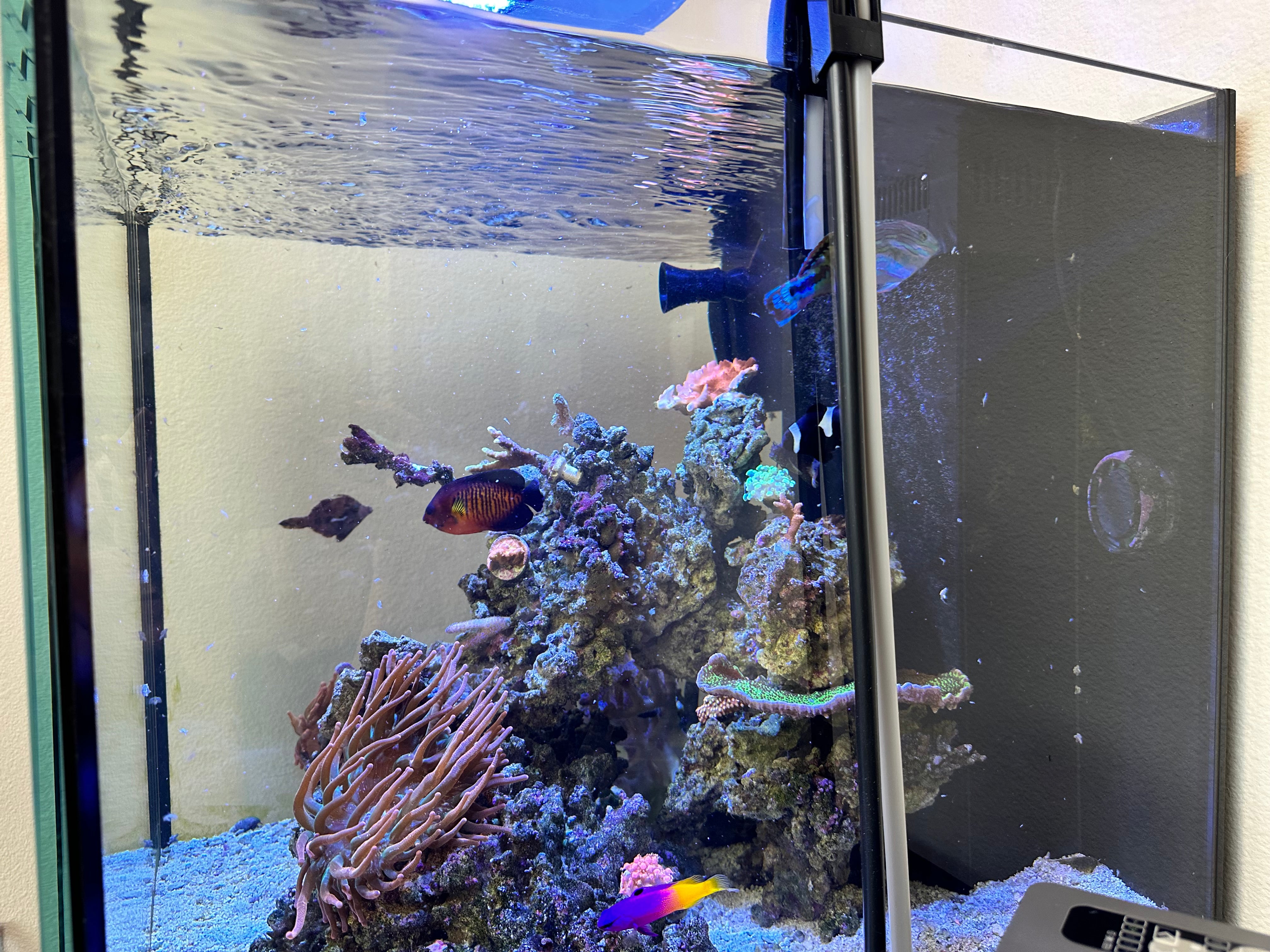 Understanding Types of Frozen Fish Food